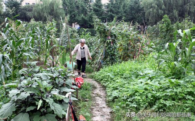 8种蔬菜“没断过农药”，农残多到不敢想象，爱吃的人要管住嘴