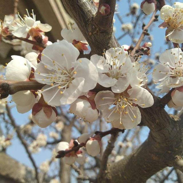 十月开什么花（农历十月开什么花）