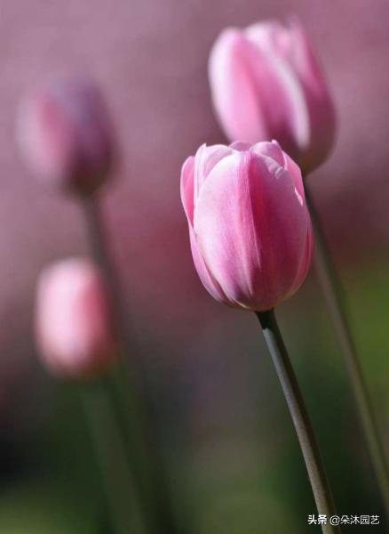 郁金香花语和寓意