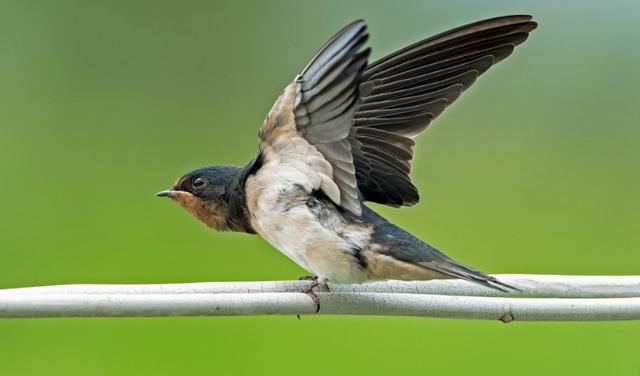 庄严!燕子进屋来有什么兆头"百鸟朝凤"-第1张图片-霓裳博客