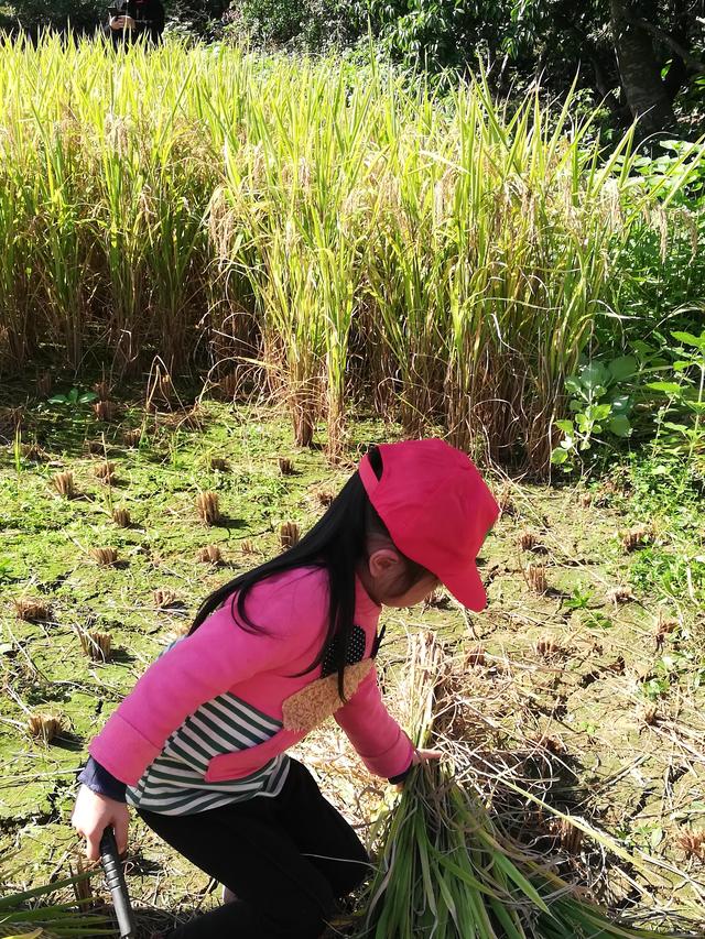 幼儿园的割水稻能手
