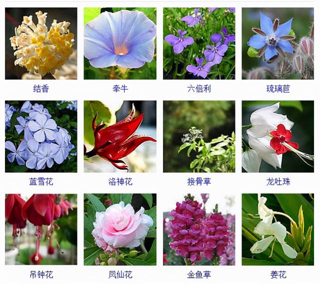 观花植物 观花植物（木本观花植物） 生活