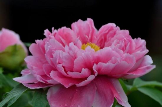 四月开什么花 四月开什么花（上海四月开什么花） 生活