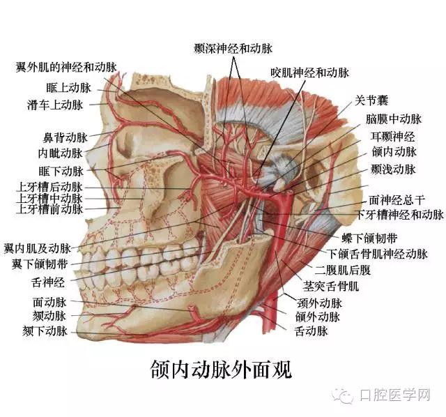 口腔牙齿图片大全图解