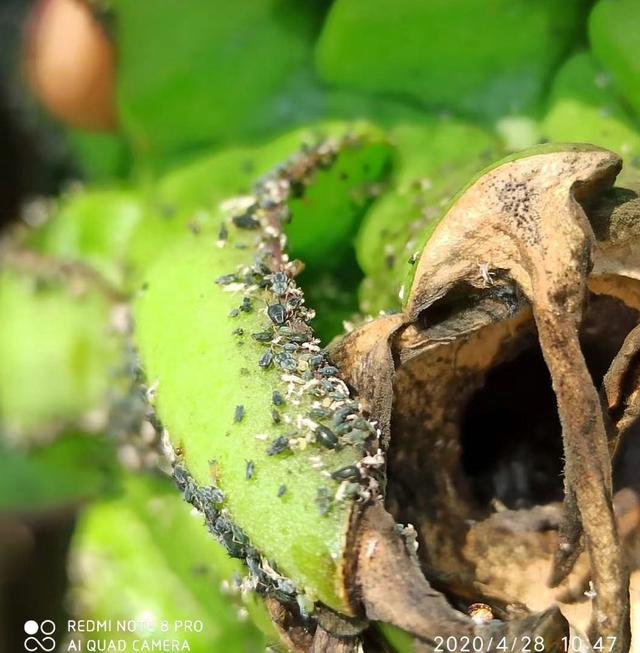 火龙果蚜虫反复发生危害严重？别慌，有效防治不是光靠打药就行了3