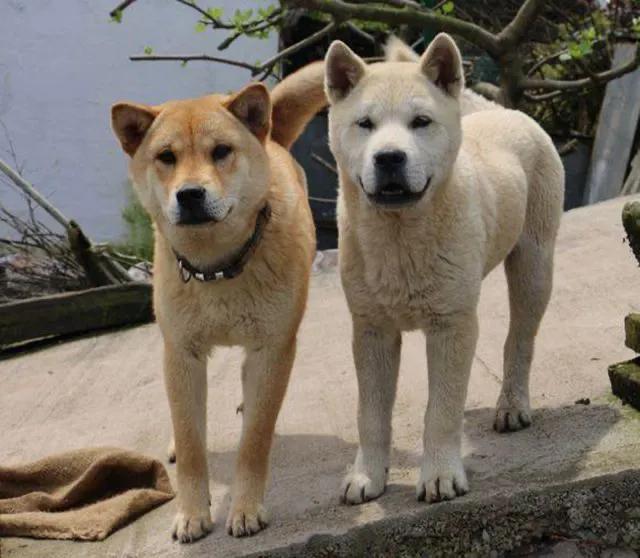 养狗趣说 古人说 大王犬 与 南斗犬 能够给人带来好运 太阳信息网