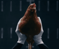 鸡头的稳定性（鸡头的稳定性的广告）