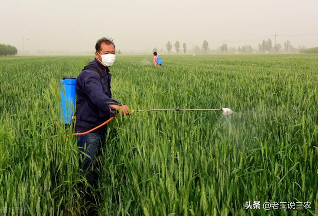 小麦喷叶面肥啥时间用最好？浓度是多少？用对方法亩产增收1500斤2