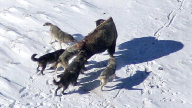 狼群将野牛围住大结局(野牛被狼群围住的视频)