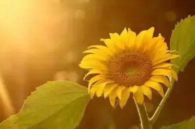 50种浪漫鲜花花语大全 50种浪漫鲜花花语大全（50种浪漫鲜花花语大全图片） 生活