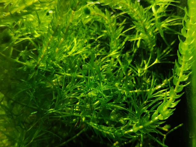 竹节草竹节草水草