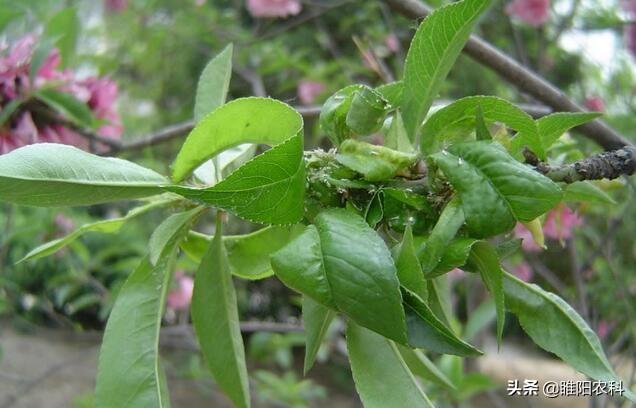 桃树上的蚜虫，这样防治，既简单又轻松，用一次管一季