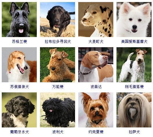 犬的种类