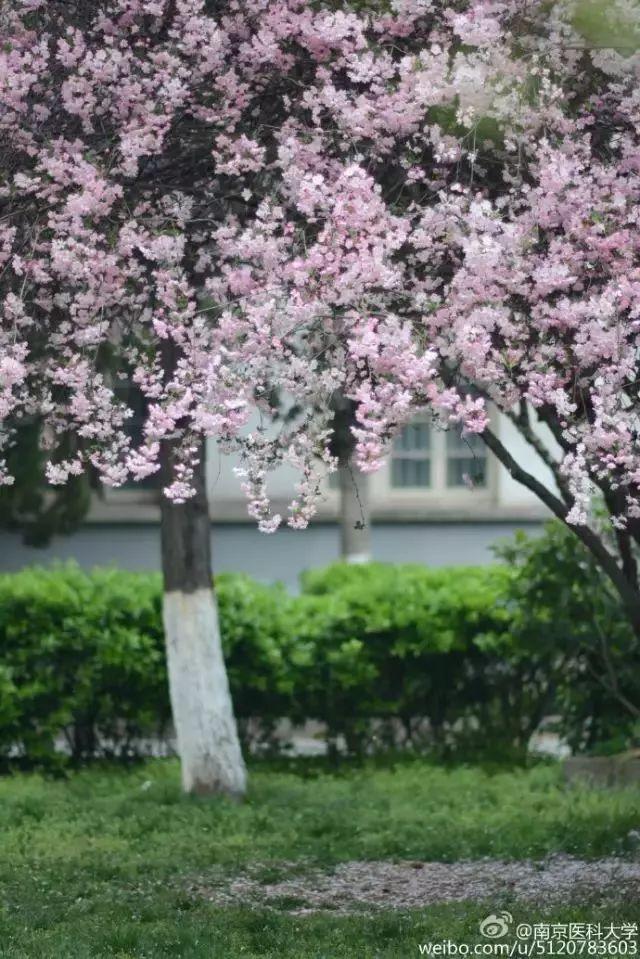 南京医科大学图书馆