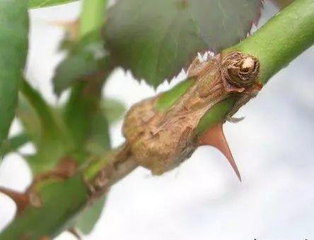 花中皇后是什么花