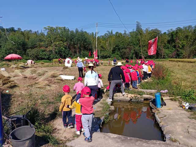 幼儿园的割水稻能手