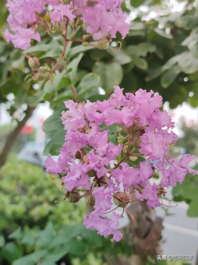 紫薇花兒開 幸福伴你來 中國熱點