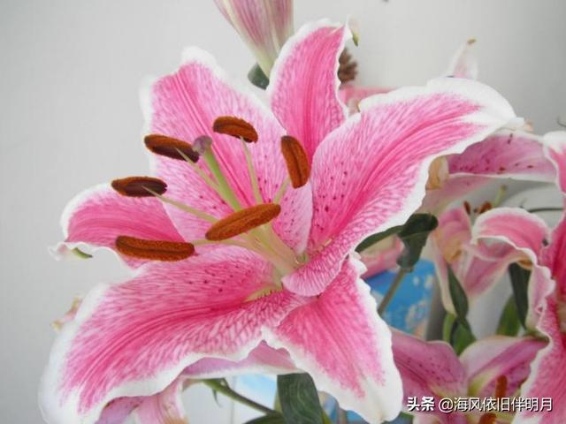 百合婚礼英文怎么写 漂亮的百合花 爱喜匠