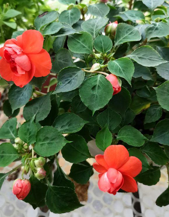 非洲凤仙花 非洲凤仙花（非洲凤仙花花期） 生活