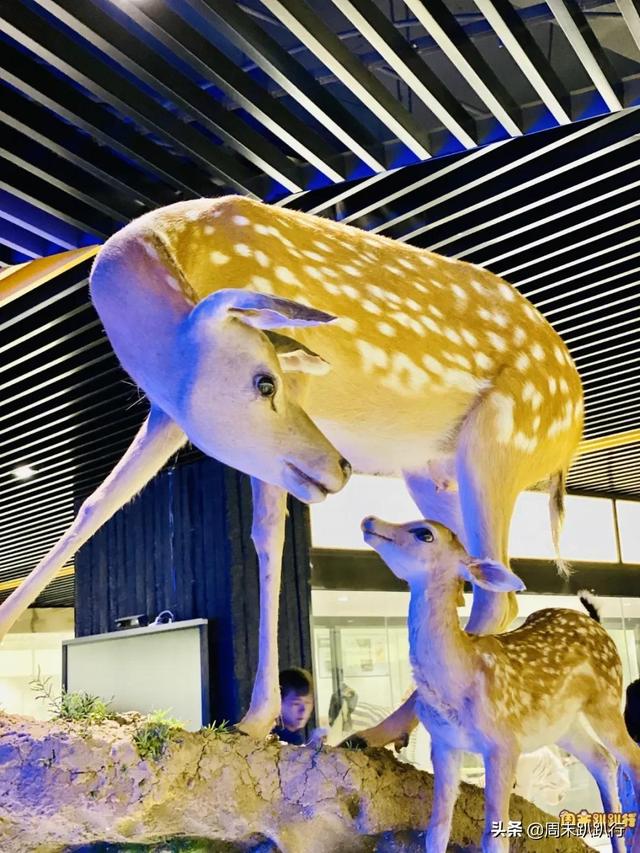 亲子打卡！科学探索，细菌好有趣啊，参观1000+件标本