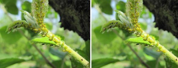 苹果“黄蚜”正在大爆发！6月繁殖将会更快，果农赶紧防治吧！3
