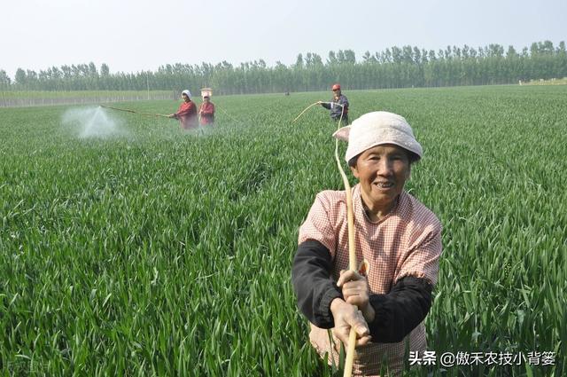 小麦抽穗扬花期重点防治赤霉病，打药时机的选择是关键14