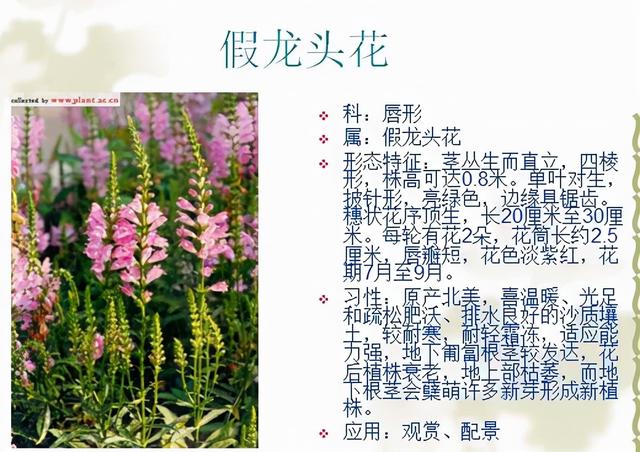 观花植物 观花植物（木本观花植物） 生活