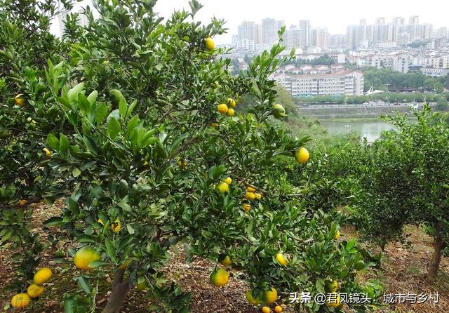 湖北宜昌：夷陵城郊乡村柑橘美景7