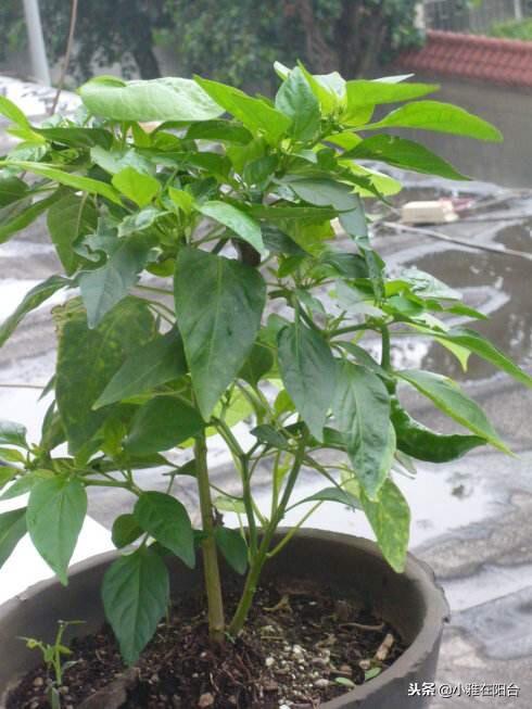 如何种菜 如何种菜（空间站的大便如何种菜） 生活