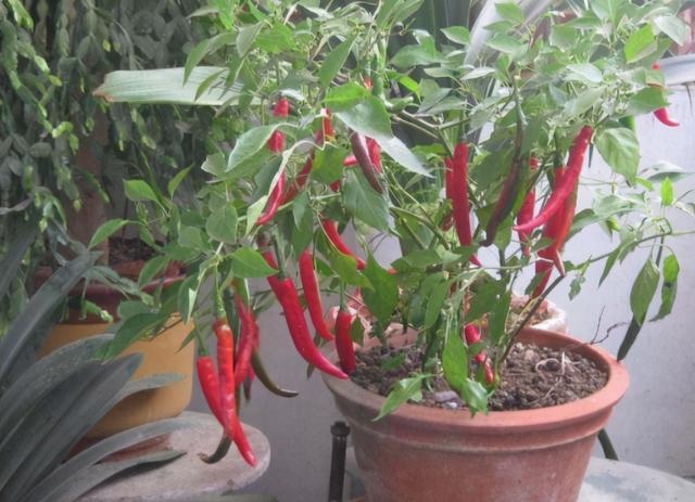 盆栽蔬菜