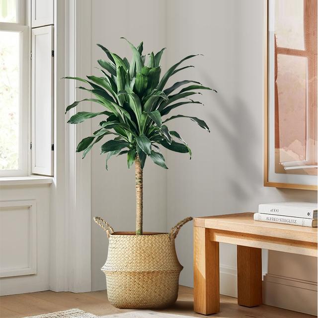 花卉种类
