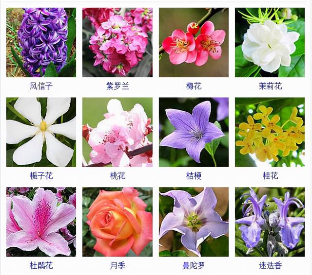 观花植物 观花植物（木本观花植物） 生活