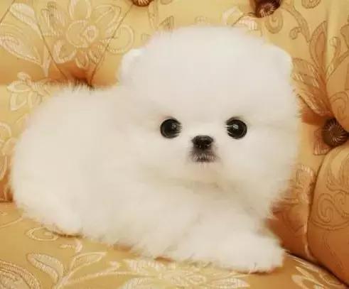 古牧的价格