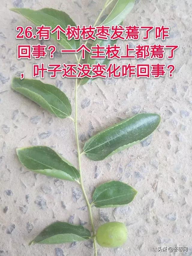 冬枣能用硫酸钾做叶面肥吗？后期着色喷硫酸钾好还是磷酸二氢钾好1