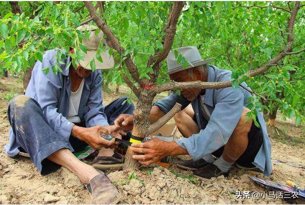 浅谈枣树开甲技术，和枣树开甲口不愈合剂及补救措施3