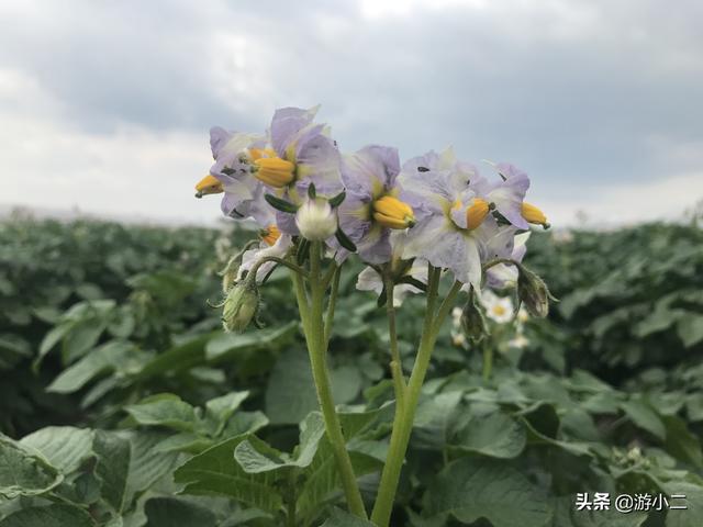 马铃薯花 土豆 今日热点