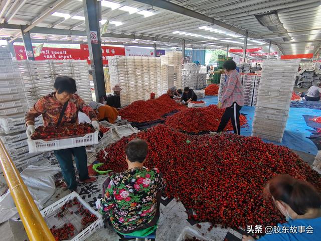 烟台大樱桃早熟品种批量上市，看张格庄市场的收购场景14