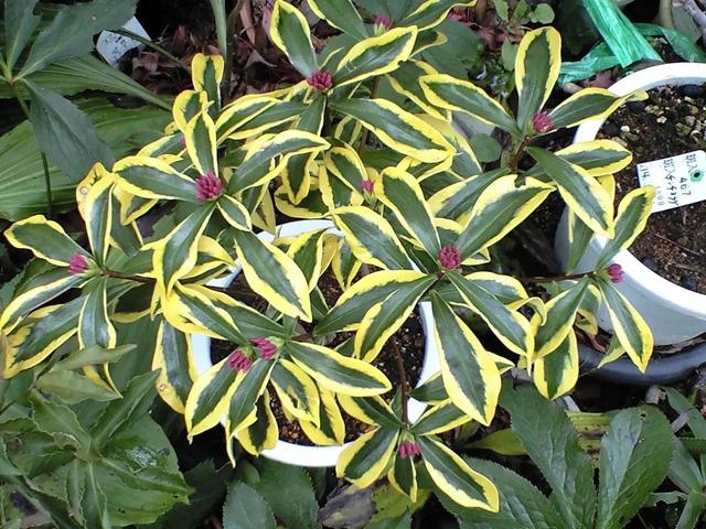 瑞香花 瑞香花（瑞香花精灵王山梦怎么画） 生活