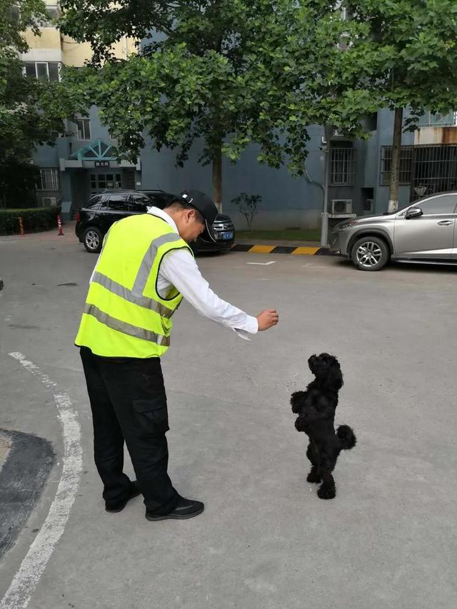 葡萄牙水犬