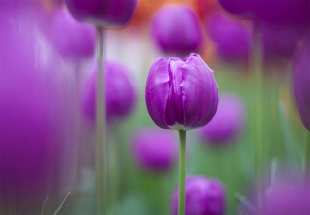 郁金香花语