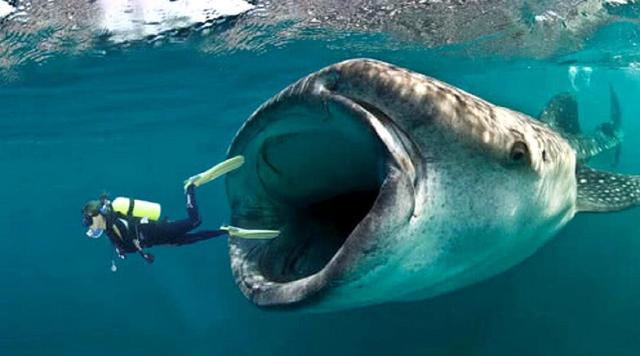 然后就会进入到鲸鱼4个胃中的第一个胃,也是最大的胃,你会在这个胃里