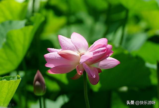 三伏天正是夏花烂漫之时 绚丽夺目的夏花是夏日里最迷人的风景 全网搜