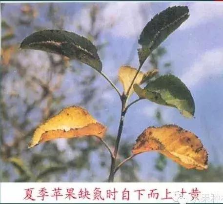 图文详解：苹果树常见8种缺素症表现+防治3