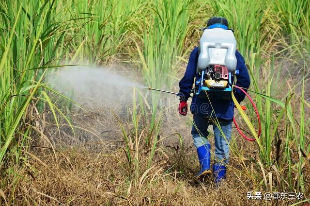 玉米地第一次除草剂失效，现在草长大了该用什么样除草剂效果好？