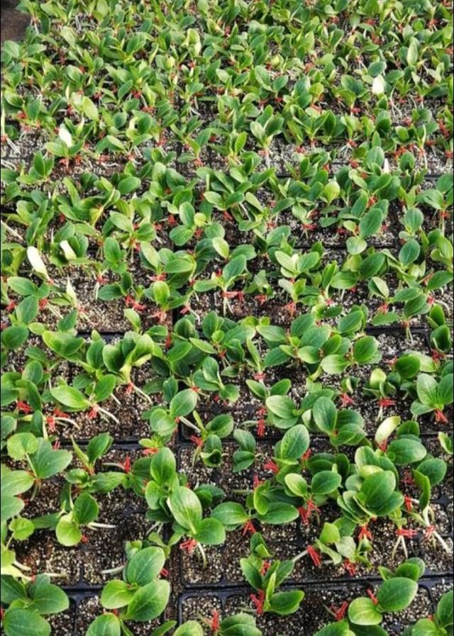 春茬西葫芦种植，嫁接育苗促生产，学习掌握关键点，其实并不算难4