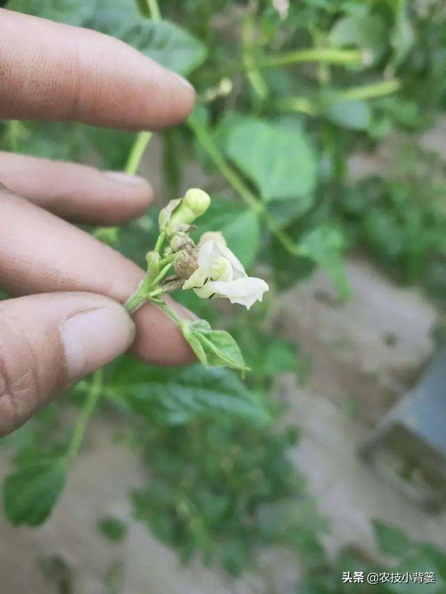 豆角化花是怎么回事