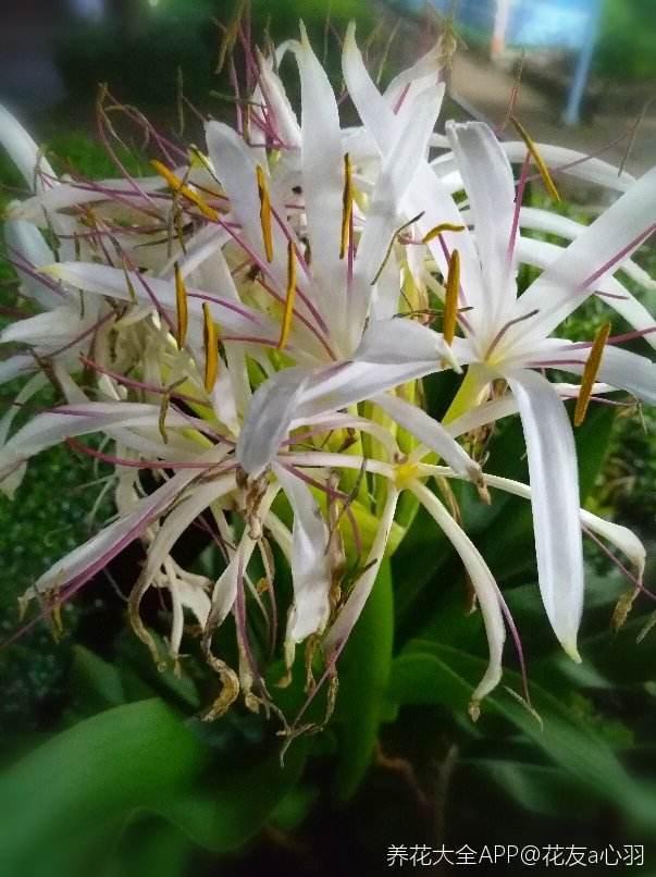 花卉名称
