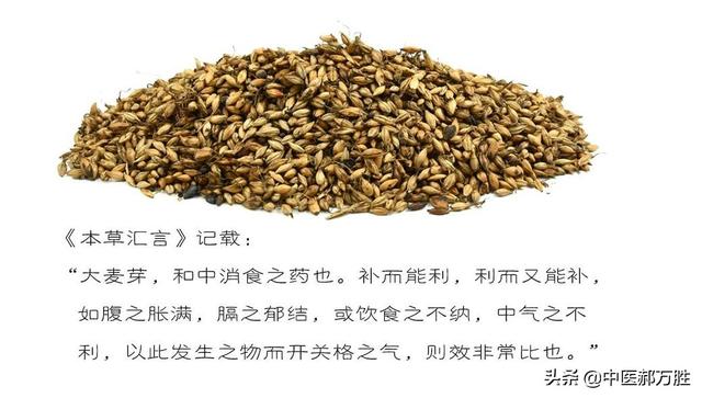 郝大夫说麦芽，它是酿造啤酒的原料，也是疏肝健脾促消化的中药