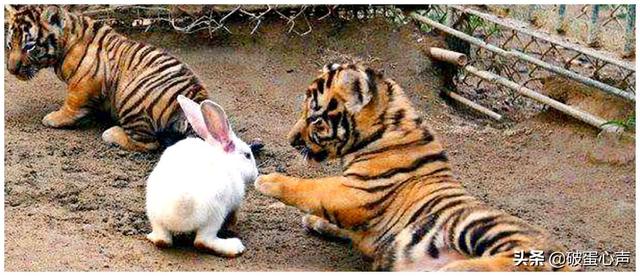 兔子请老虎,兔子请老虎成语是什么