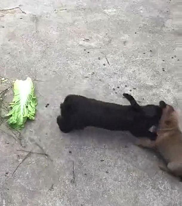宠物兔子怎么养